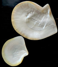 Lade das Bild in den Galerie-Viewer, Mother of Pearl Shell