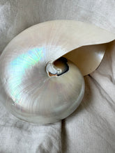 Lade das Bild in den Galerie-Viewer, Giant Nautilus Shell
