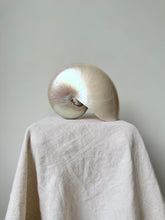 Lade das Bild in den Galerie-Viewer, Giant Nautilus Shell
