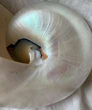 Lade das Bild in den Galerie-Viewer, Giant Nautilus Shell
