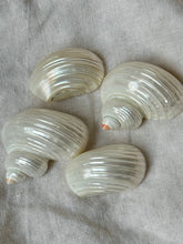 Lade das Bild in den Galerie-Viewer, Shell Napkinrings
