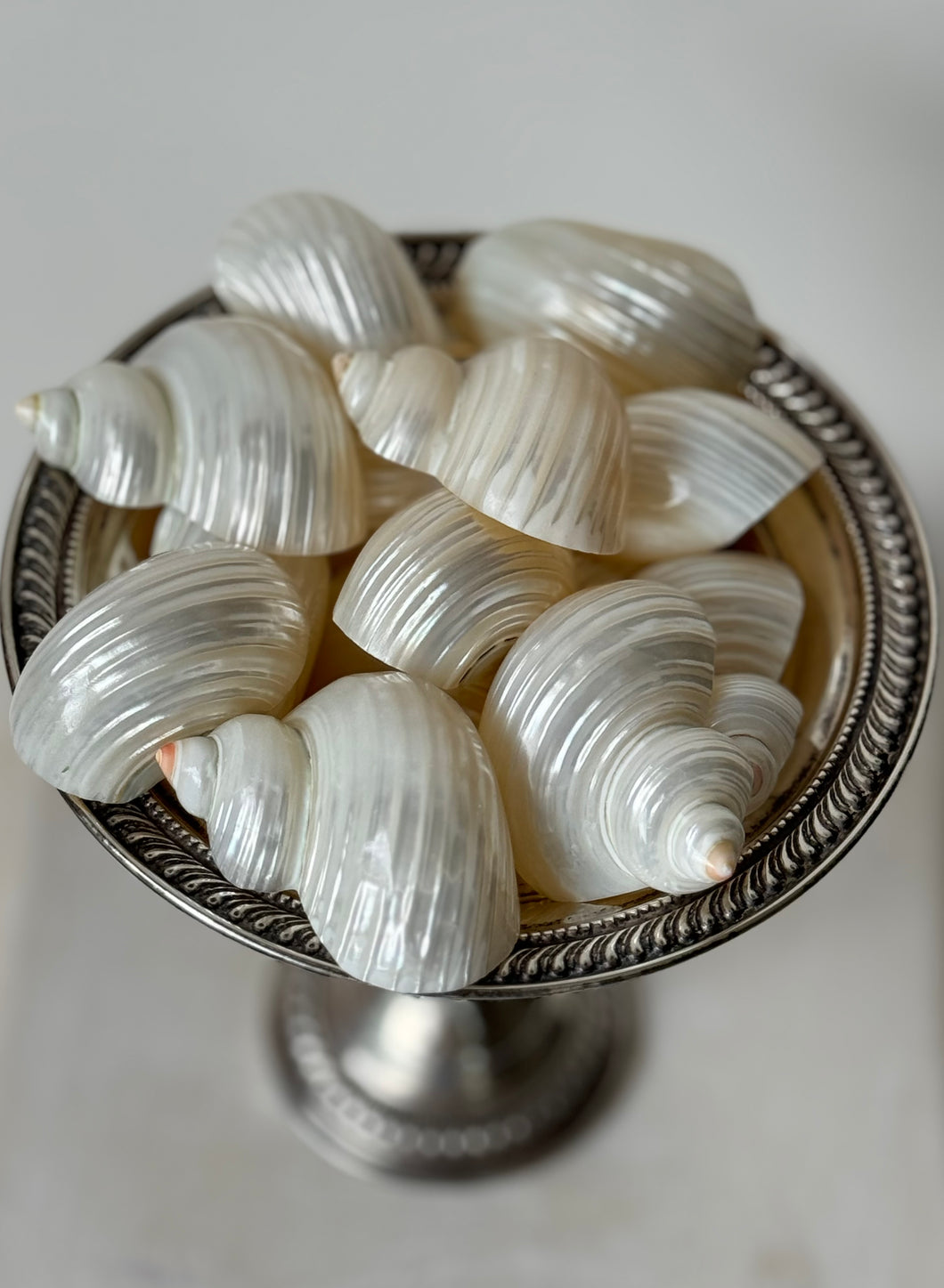 Shell Napkinrings