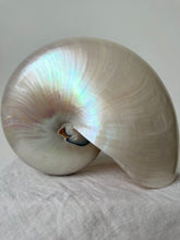 Lade das Bild in den Galerie-Viewer, Giant Nautilus Shell
