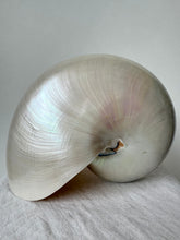 Lade das Bild in den Galerie-Viewer, Giant Nautilus Shell
