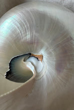 Lade das Bild in den Galerie-Viewer, Giant Nautilus Shell
